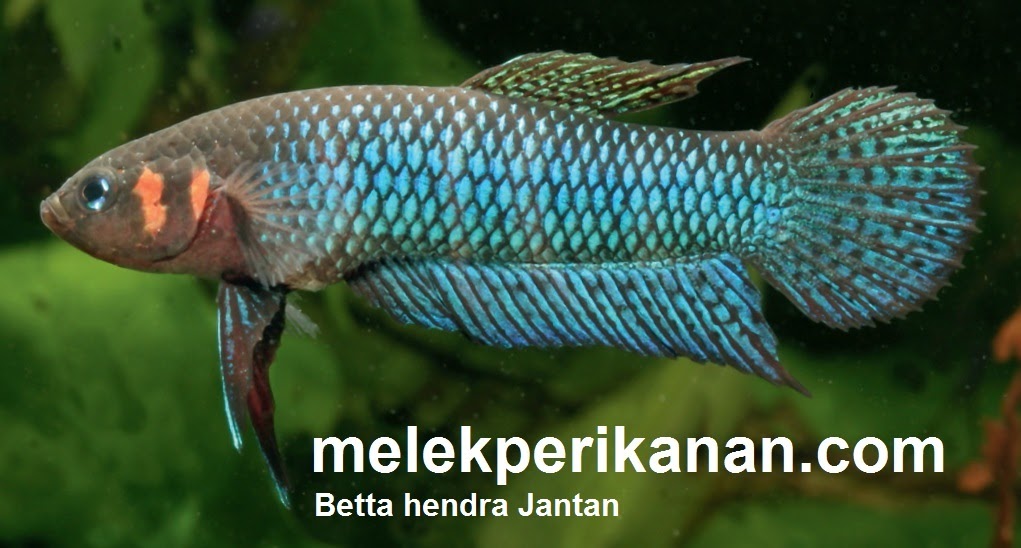 Ikan Cupang Betta Hendra Asli Palangkaraya Kalimantan Tengah