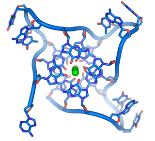 Telomer tekrarlarından oluşmuş bir DNA dörtlüsünün (quadruplex) yapısı. DNA omurgasının biçimi tipik sarmal yapıdan büyük farklılık gösterir