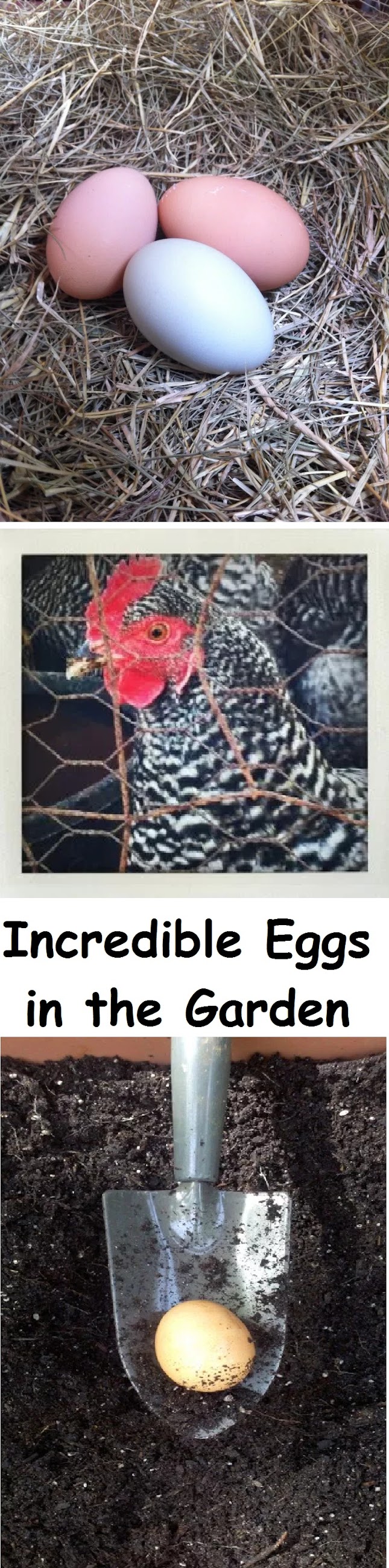 Incredible Eggs in the Garden garden favorite