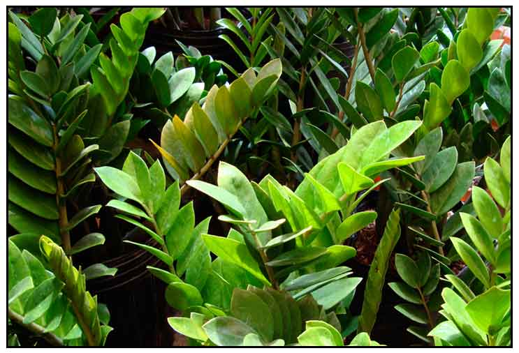 "Zamioculcas" Also Known As Plant Poisonous If Ingested Phil Health Tips