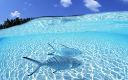 tropical beach fish background