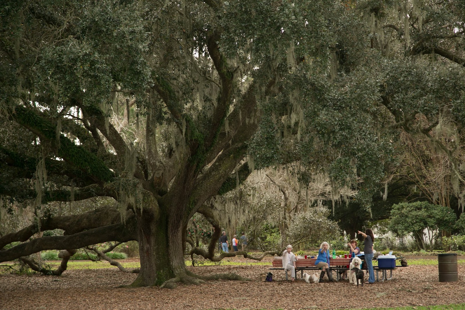 Charleston Daily Photo Picnic in the park