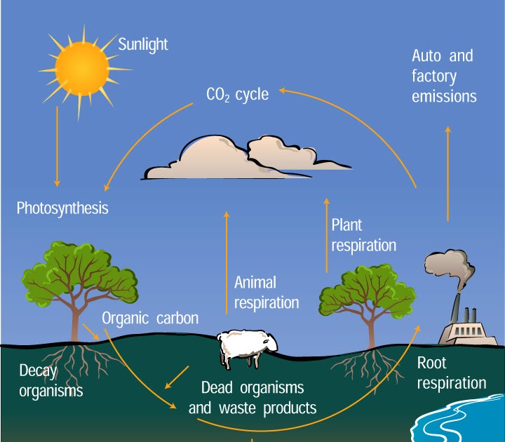 Biology: Question 7