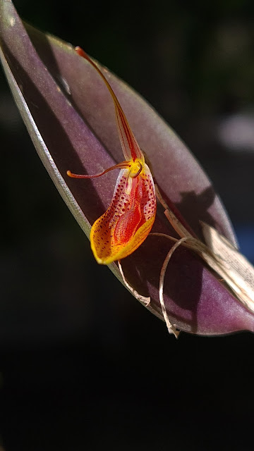 Restrepia mohrii