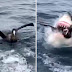 VÍDEO: Tubarão branco abocanha pássaro em disputa por atum na Austrália