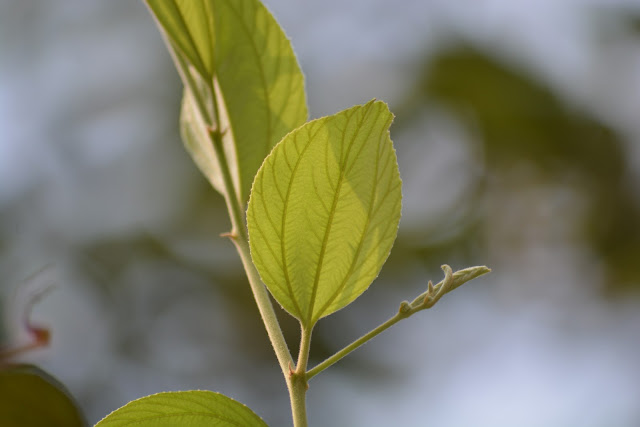 Bidara Ziziphus Mauritiana Lam Tanaman Berkhasiat Herbal Dahsyat Planter And Forester