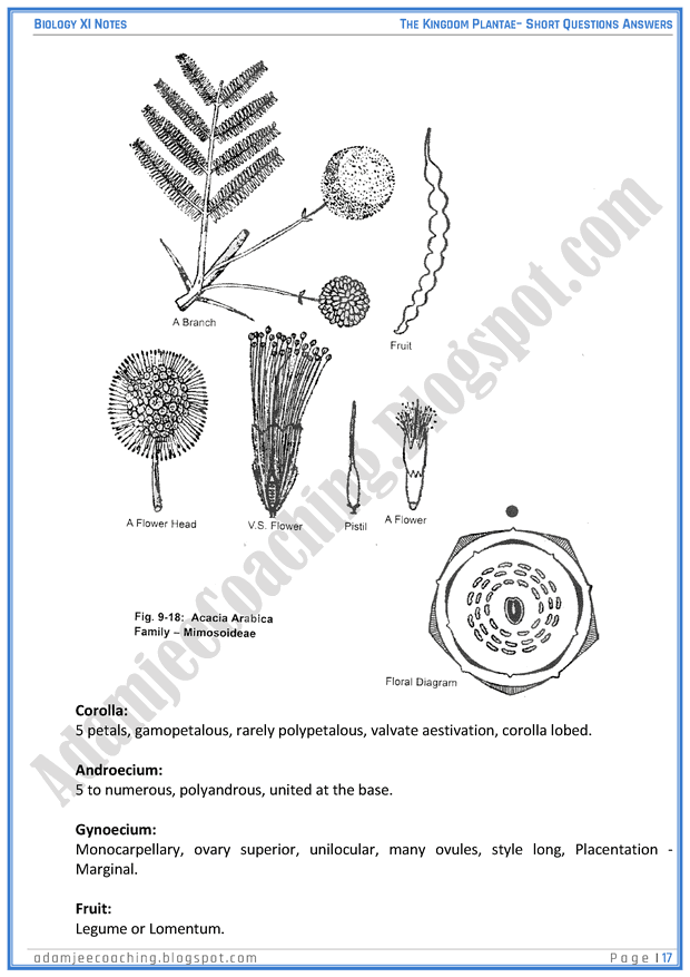 kingdom-plantae-short-question-answers-biology-11th