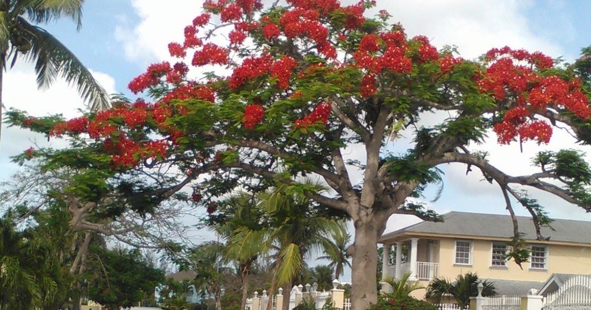 Bahamas WriterFay Knowles THE RAINY SEASON IN THE BAHAMAS