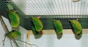 blue crown hanging parrot upside down