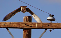 birds mojave desert prey idyllwild postcards close too