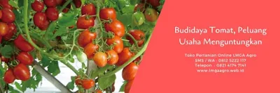tomat mutiara, manfaat tomat, cara menanam tomat, jual benih tomat hibrida, toko pertanian, toko online, lmga agro
