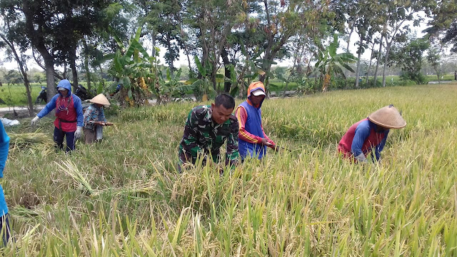 Babinsa Ceper Bantu Petani Dalam Pendampingan Panen Padi