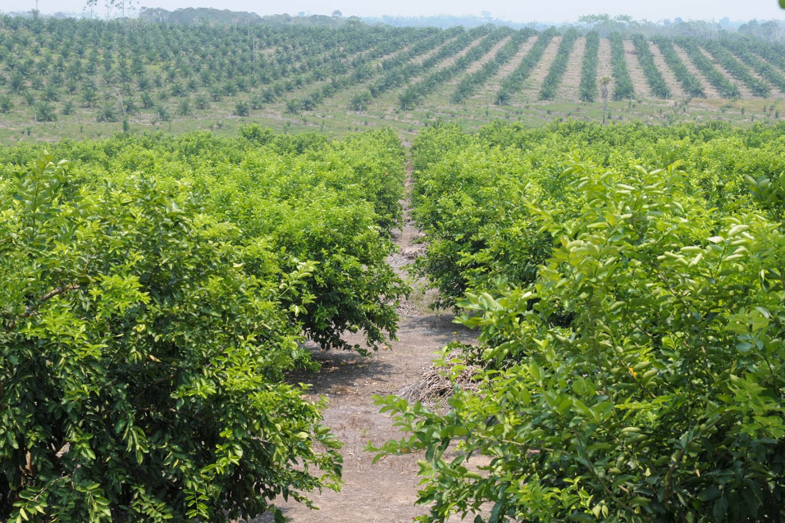 Informativo Chiapas: Chiapas produce limón persa de calidad