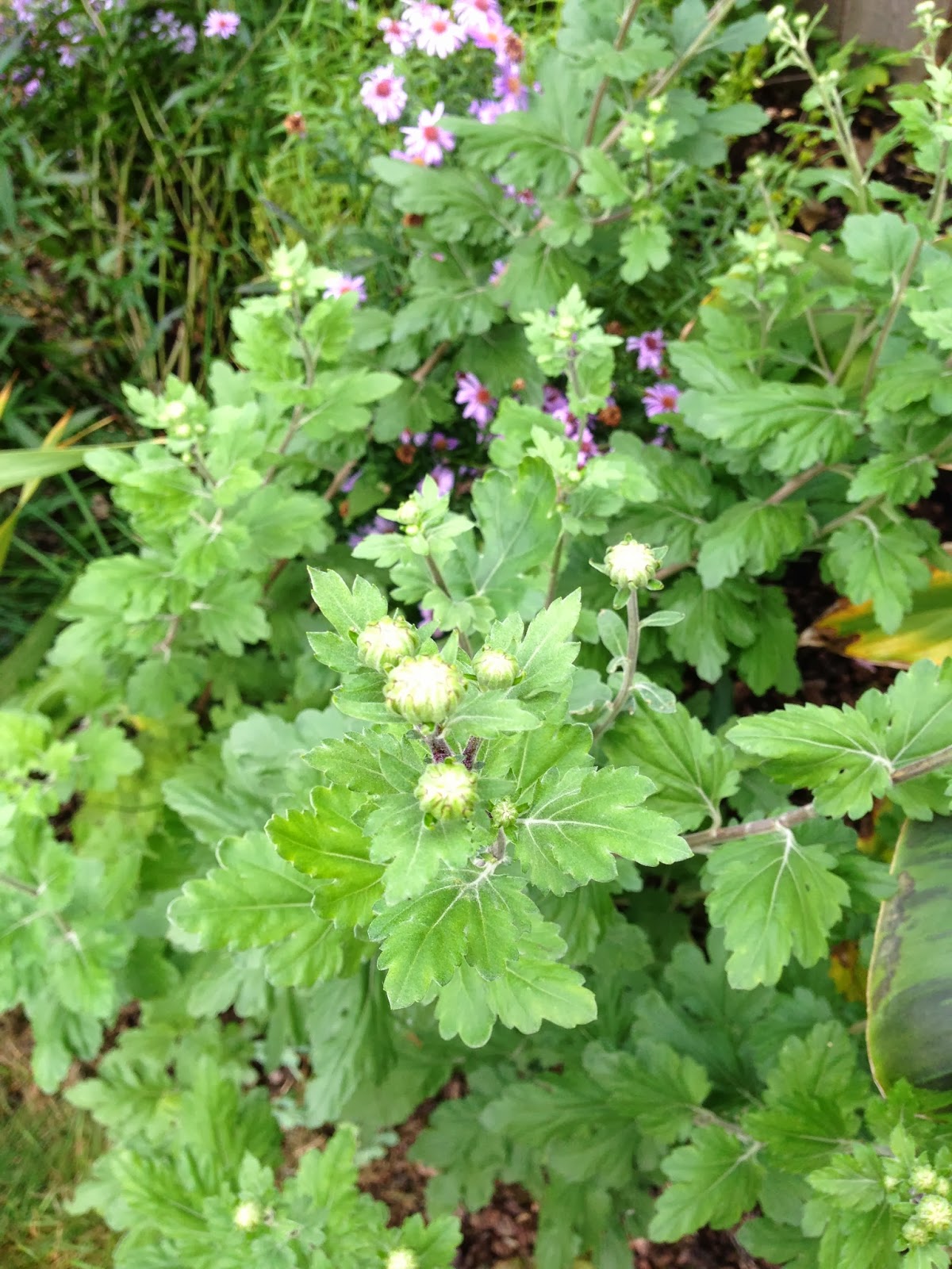 The Lents Farmer Mums the Word!