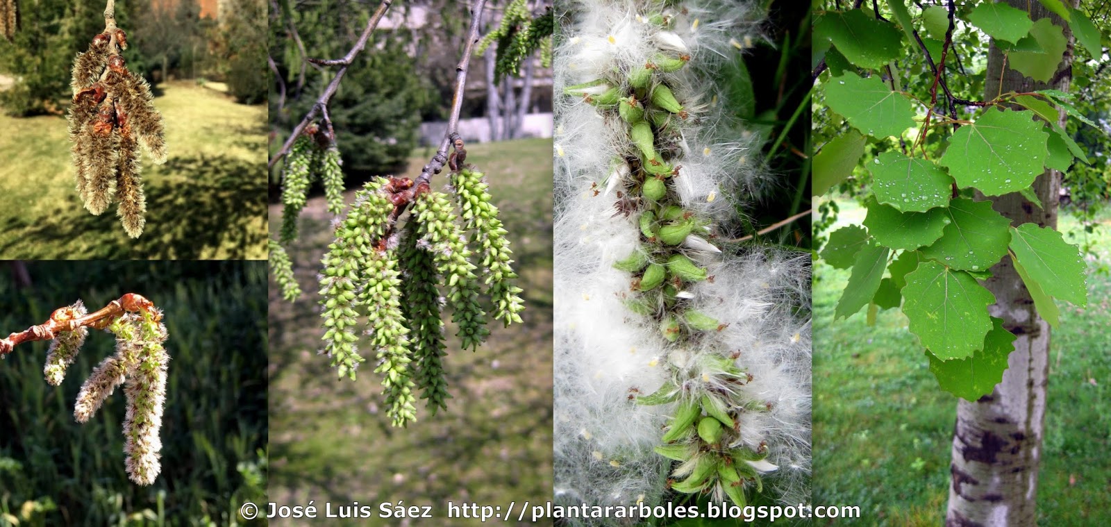 Alamo%2Bo%2Bchopo%2Btembl%25C3%25B3n%2BPopulus%2Btremula%2BFlores%2Bfrutos%2Bsemillas%2BFlowers%2Bfruits%2Bseeds.jpg