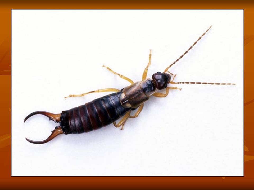 Insect Abdomen