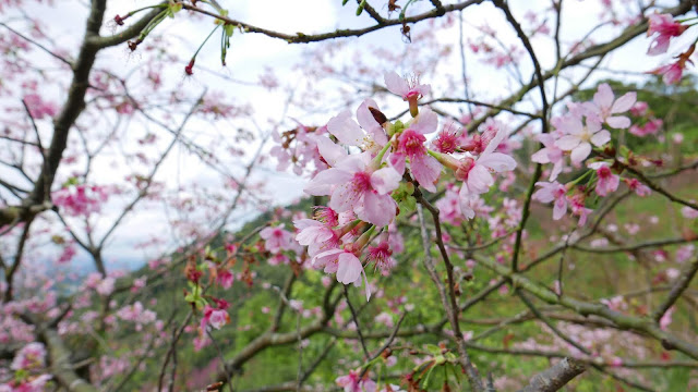【新北市新店區 / 旅遊 / 步道健走】 騰龍御櫻半日健走 新店秘境 北市近郊 老泉里
