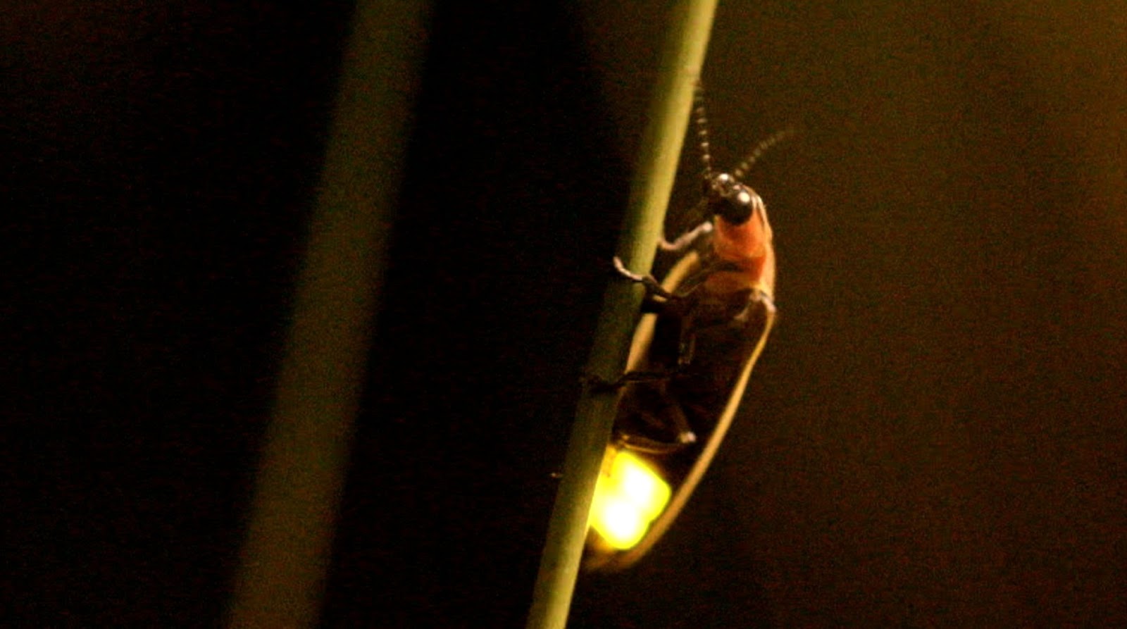 Gambar Kunang Kunang di Malam Hari | Kumpulan Gambar