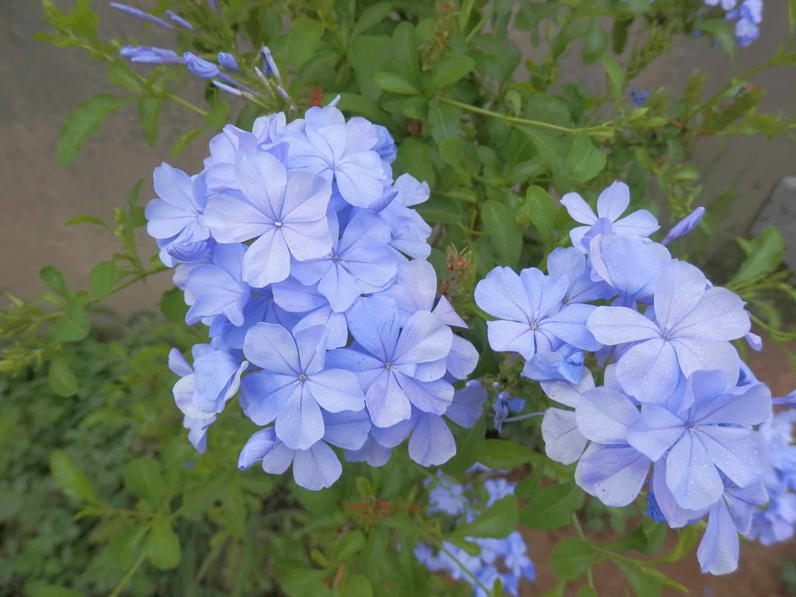 Perfumes y luces de Extremadura: Plumbago, Jazmín azul. Mis flores del  Jardín.