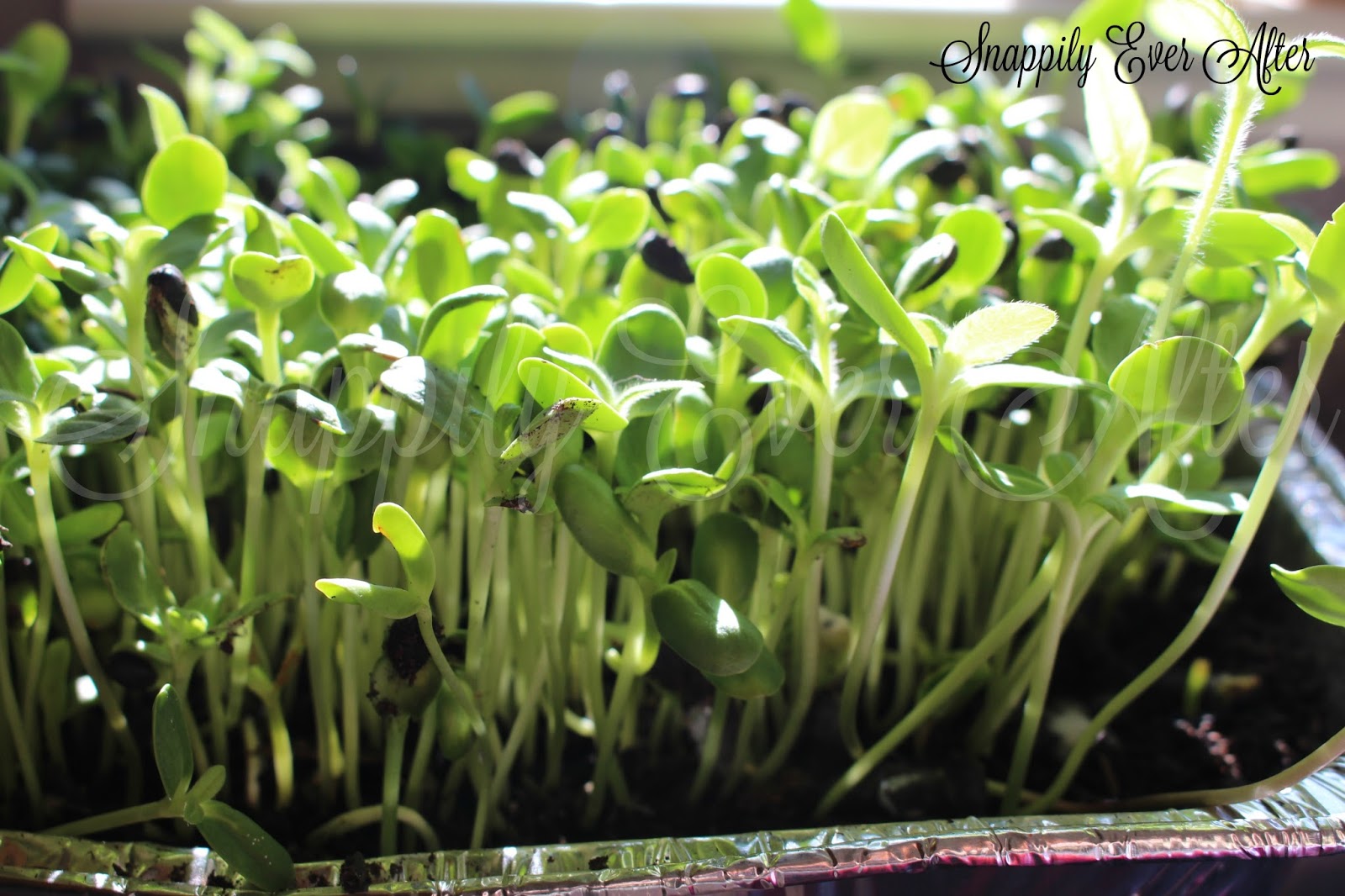 Snappily Ever After Sunflower Lettuce