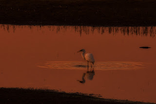 Naturfotografie Wildlifefotografie Lippeaue Silberreiher Sonnenuntergang