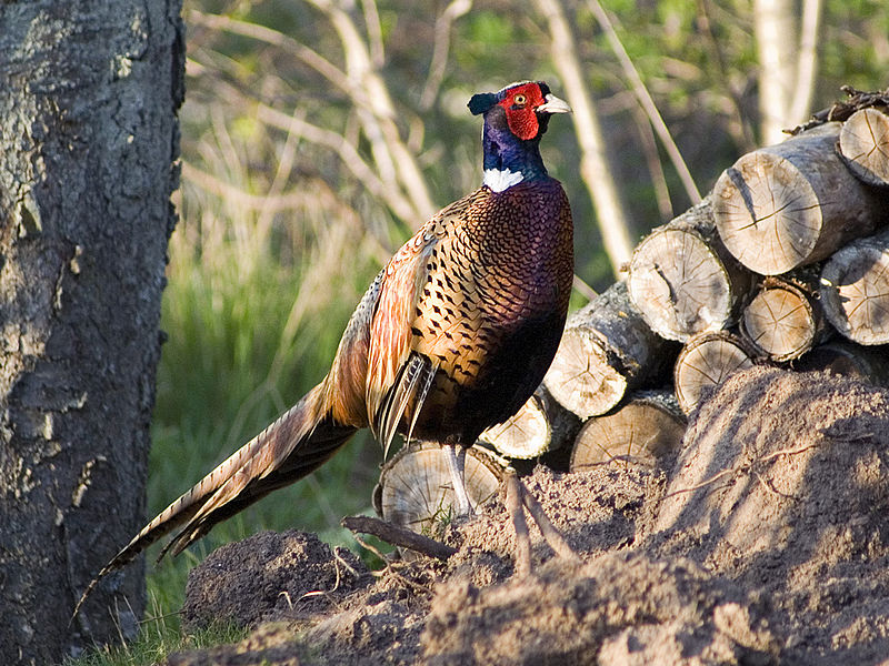 Common Pheasant