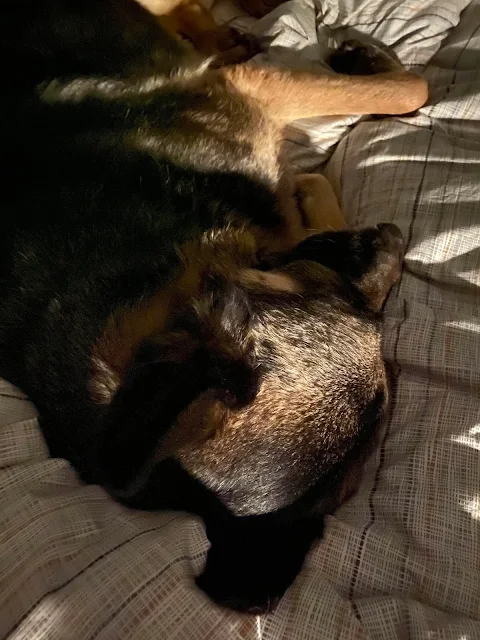 Finn cuddling and sleeping on the bed