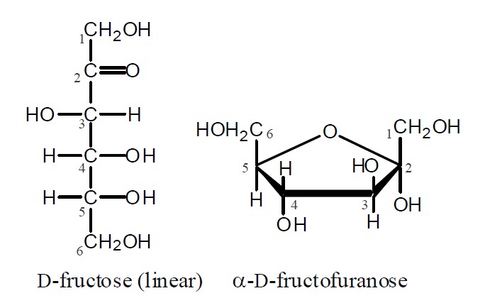 Bio Blog ☆ Carbonhydrates