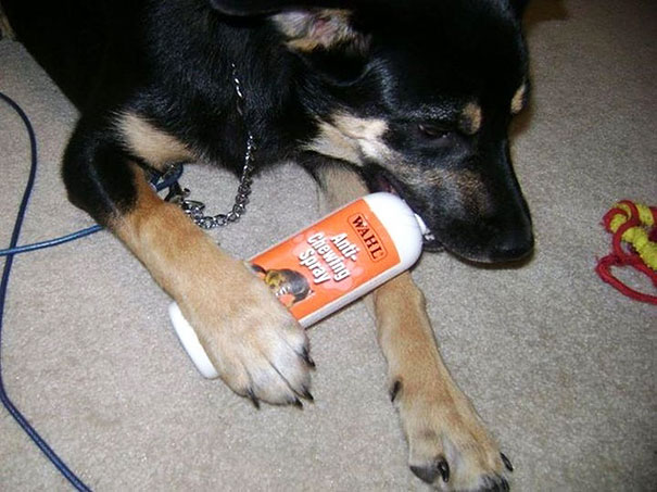 35 Hilarious Pictures Capturing Ironic Moments - Anti-Chewing Spray