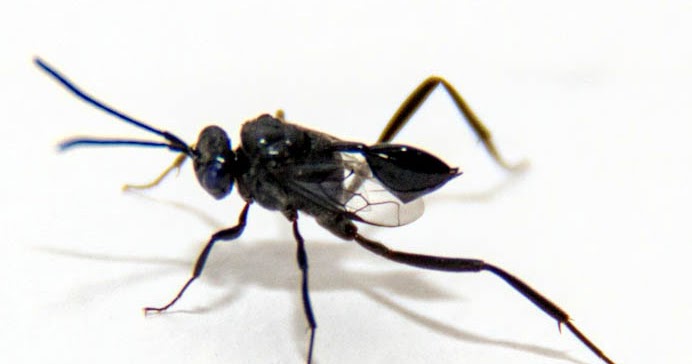 Insetologia - Identificação de insetos: Vespa Mata-Cavalo em São Paulo