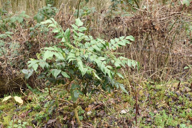 Danger Garden December Bloomday