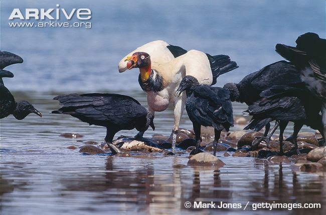 birds of Argentina