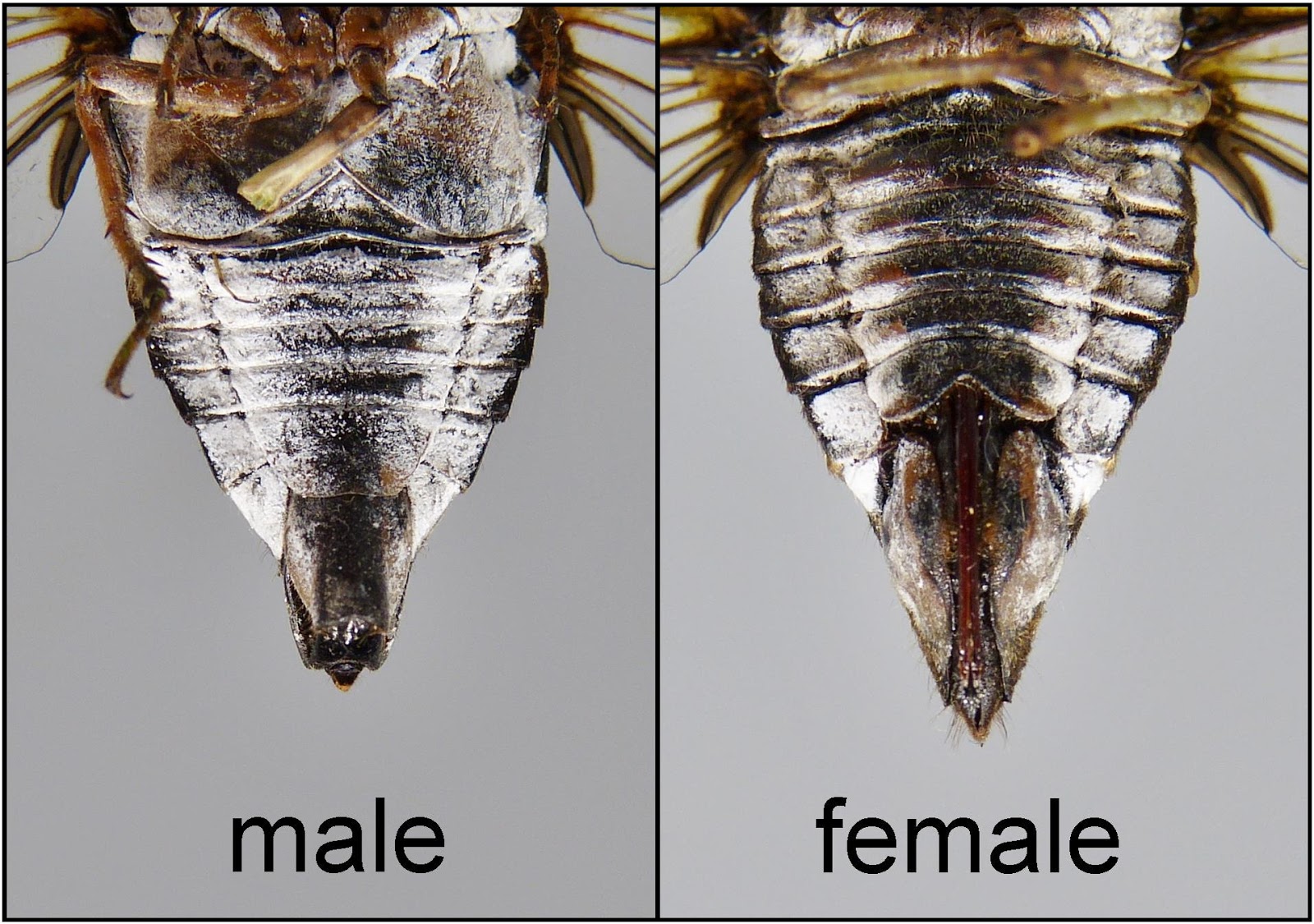 Sexing Cicadas