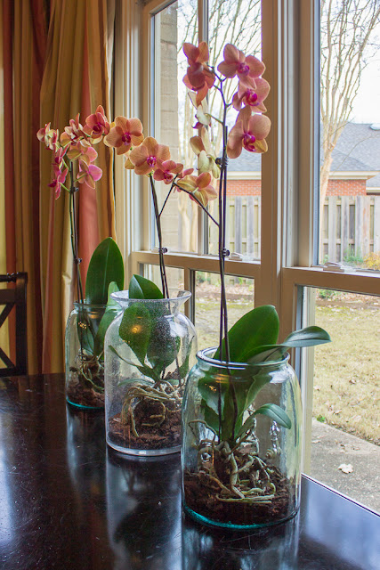 Orchids Under Glass | Miss Kopy Kat