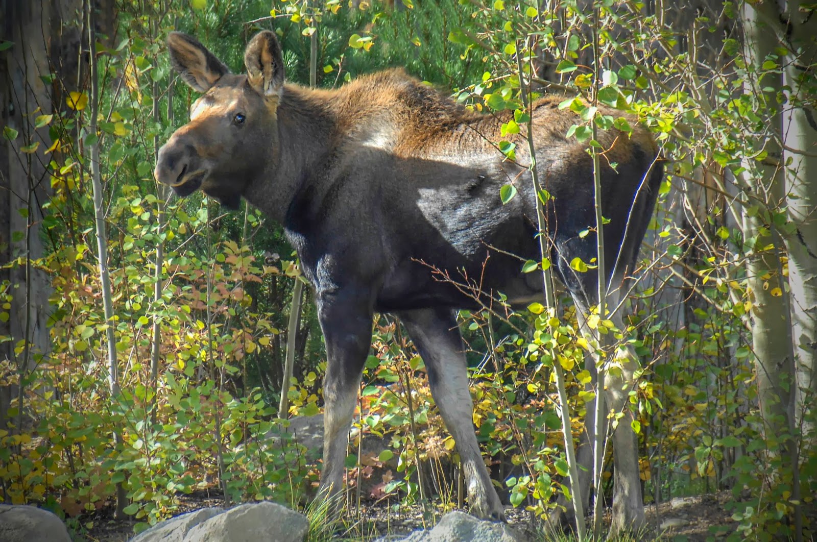 Bailey's Buddy Moose relax at Grand Lake, Colorado… Photos by Bob Kelly