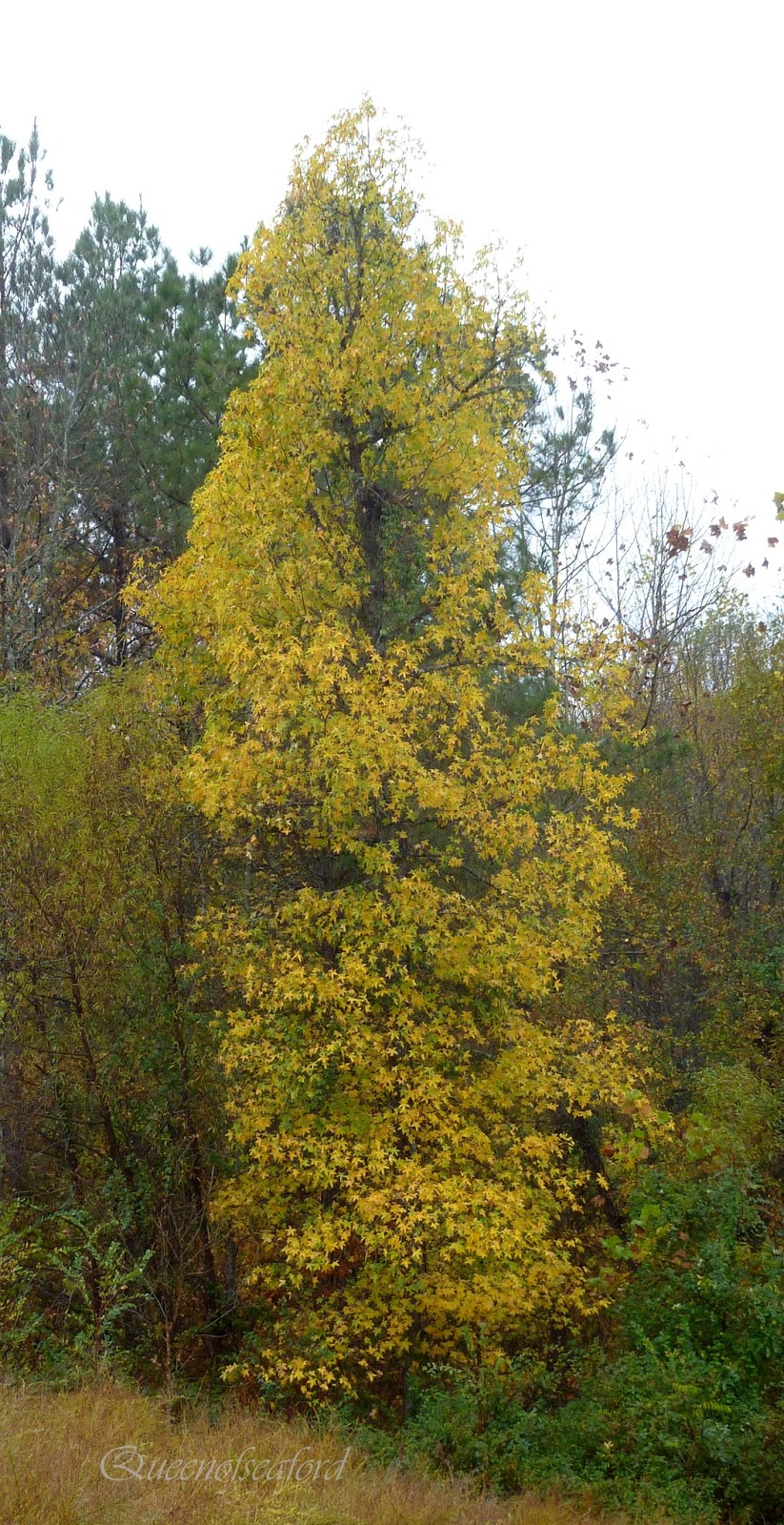The Queen of Seaford: Tuesday's Trees- Fall Color