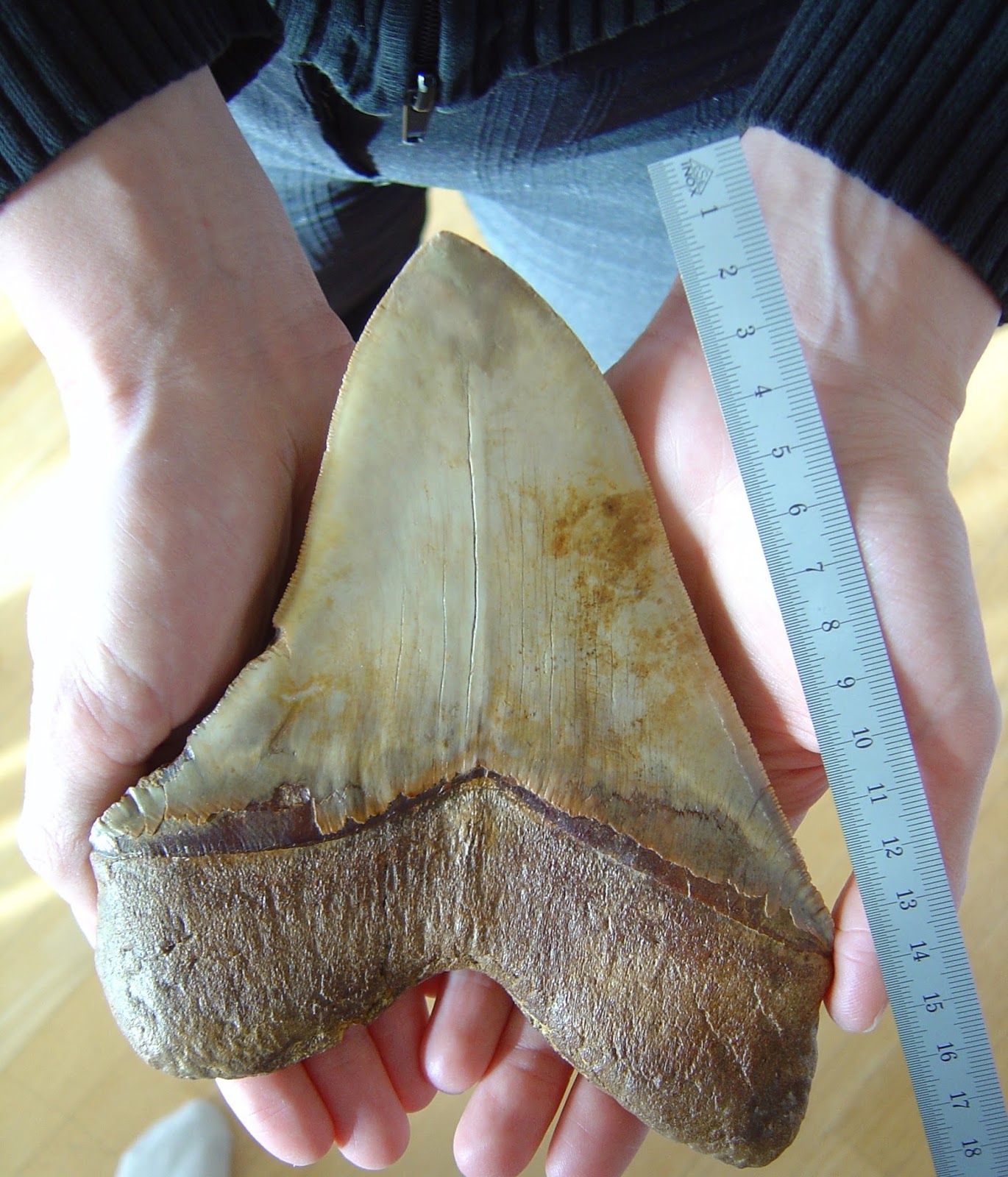 megalodon carbon dating