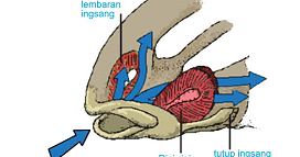 Sistem Pernapasan Pada Pisces / Ikan