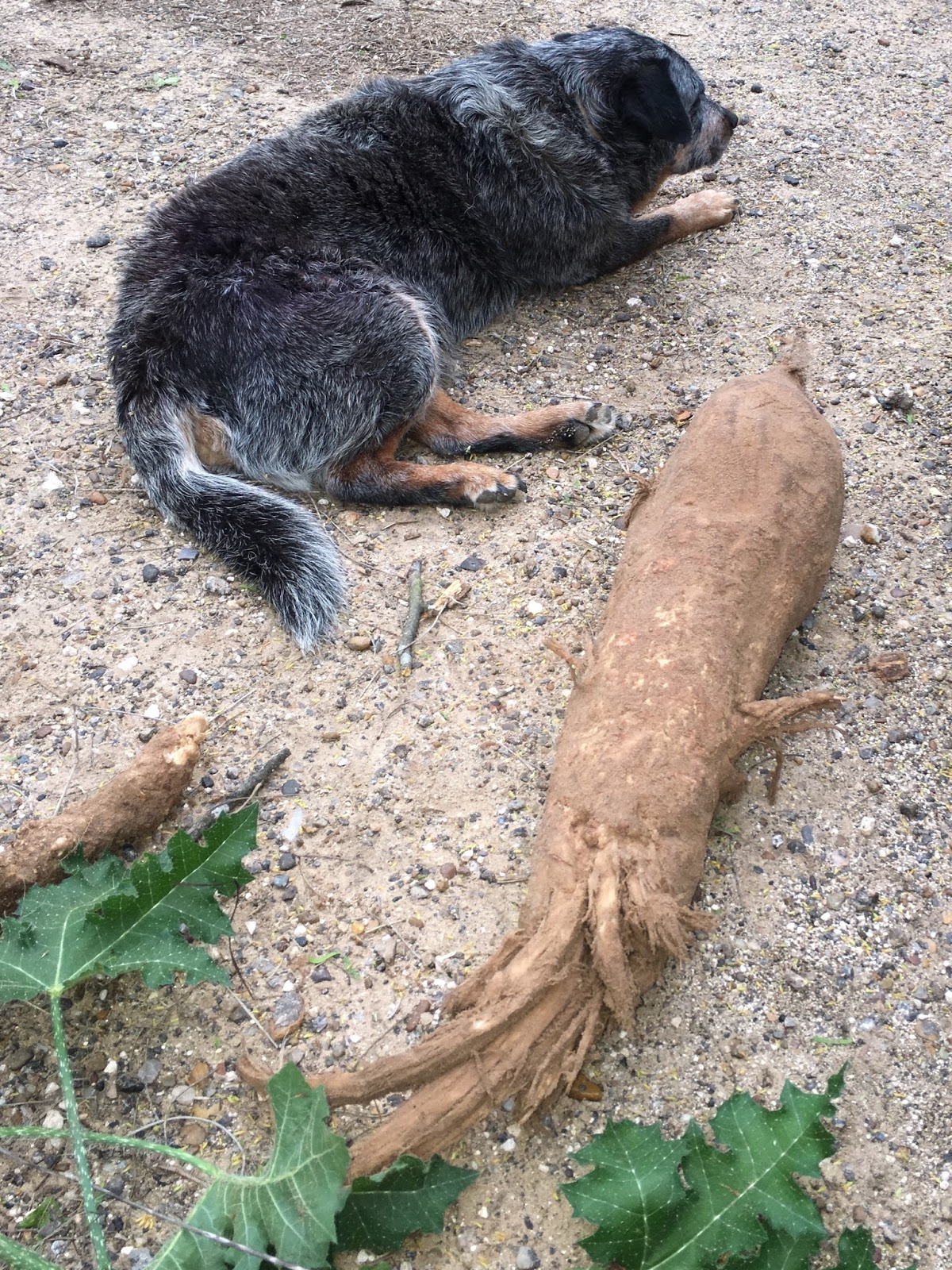 Woods Roamer TEXAS BULL NETTLE (MALA MUJER) EDIBLE TAP ROOT AND SEEDS