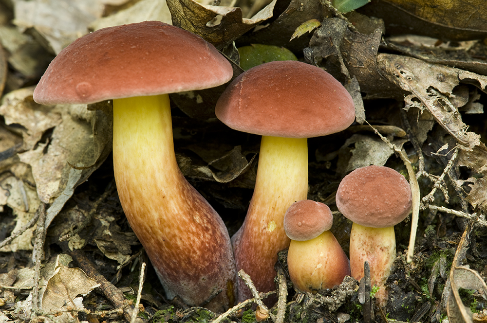 The 3 Foragers Foraging for Wild, Natural, Organic Food Boletes