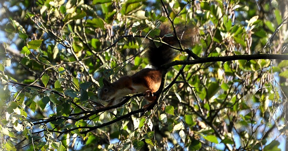 Lauras Home and Garden AHörnchen und BHörnchen