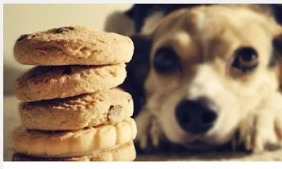 Ginger biscuit for dogs