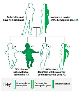 Hemophilia is caused by a mutation or change in one of the genes that provides instructions for making the clotting factor proteins needed to form a blood clot. This change or mutation can prevent the clotting protein from working properly or to be missing altogether. (CDC Image)