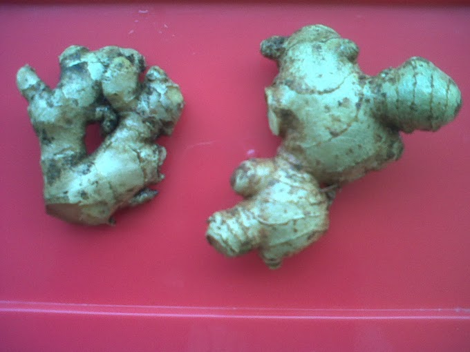 Manfaat Jahe Untuk Diabetes