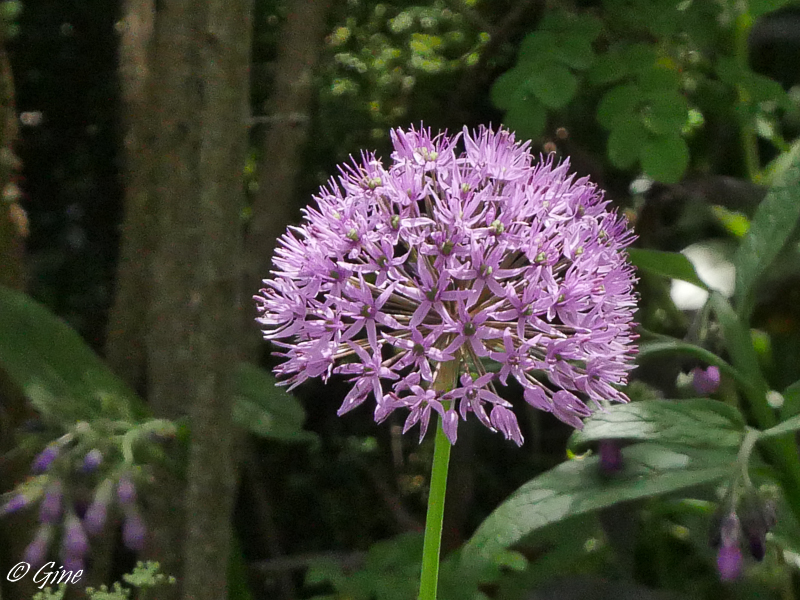 Au jardin de Gine De l