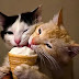Five foods for humans that cats can eat Five foods for humans that cats can eat