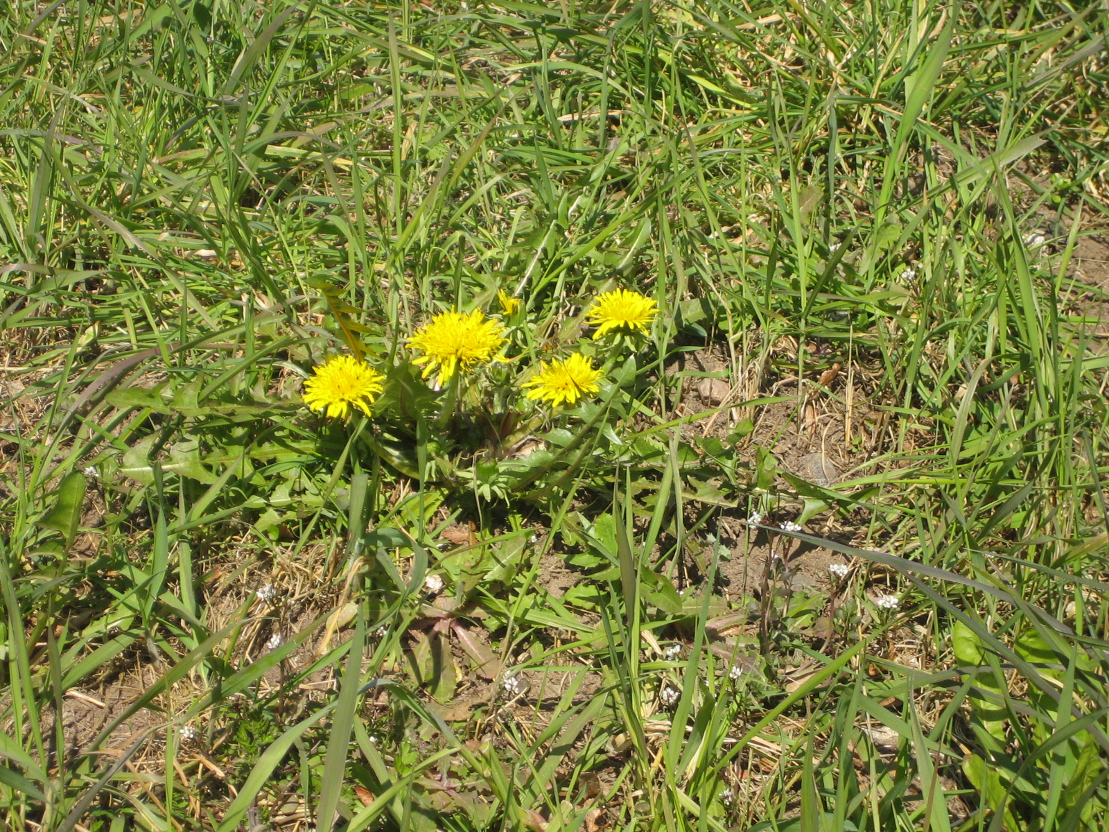 Löwenzahn Löwenzahn Fängt Ganz Klein Zu Wachsen An Hufrehe-Blog: Löwenzahn