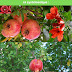 Le grenadier (Punica granatum) : Informations générales, description botanique et systématique. 