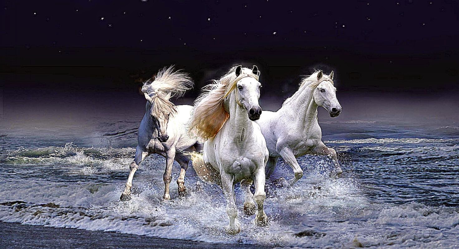 Running Black And White Horse   Tera Wallpaper