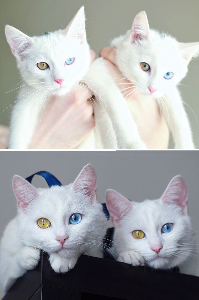 #4 The Most Beautiful Twin Cats Growing Up - 15 Before & After Pics Of Animals Growing Up Together #4 The Most Beautiful Twin Cats Growing Up - 15 Before & After Pics Of Animals Growing Up Together
